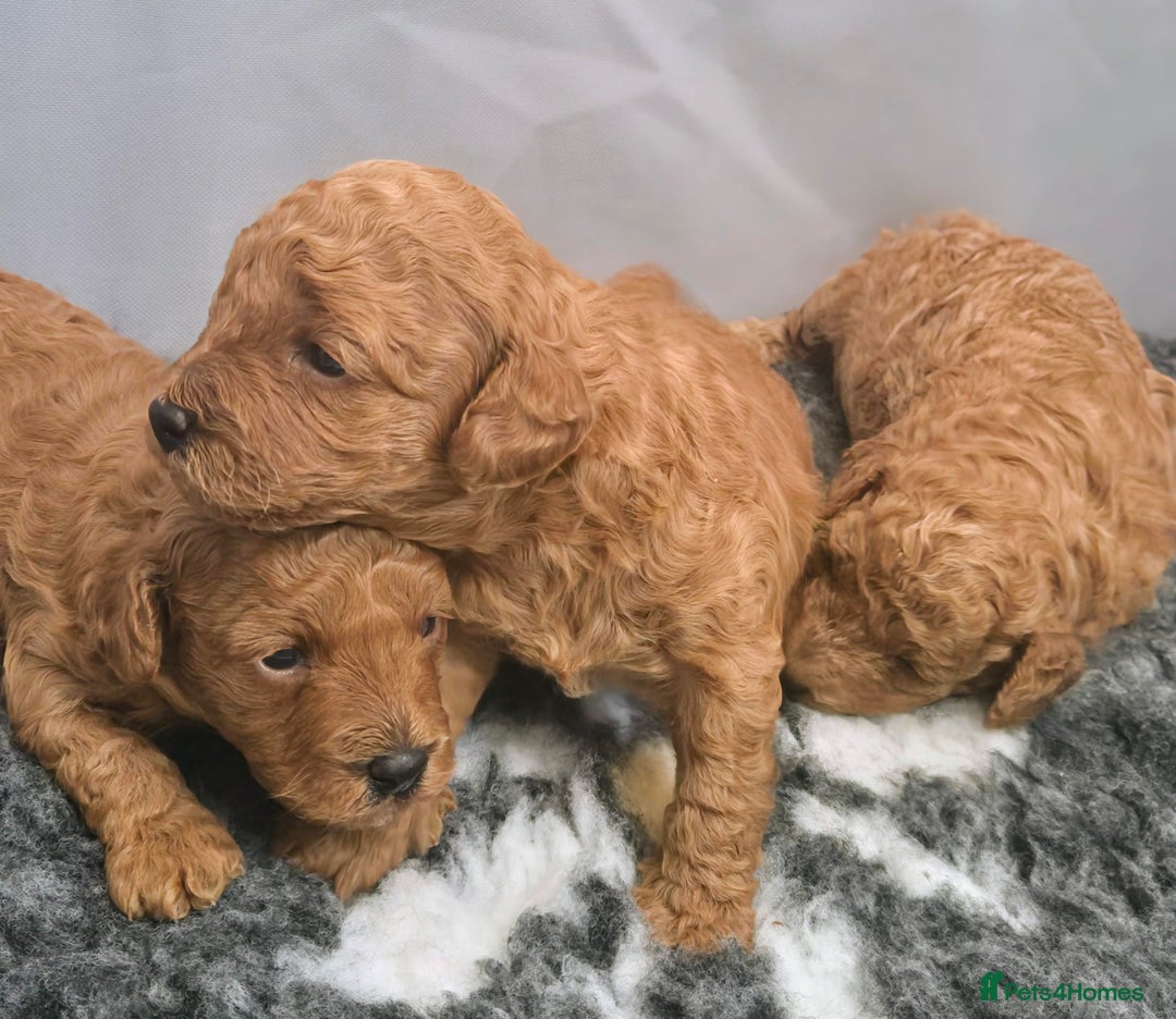 Toy Poodle dogs for sale: Exceptional Toy Poodles Health Tested&FamilyRaised - Image 1