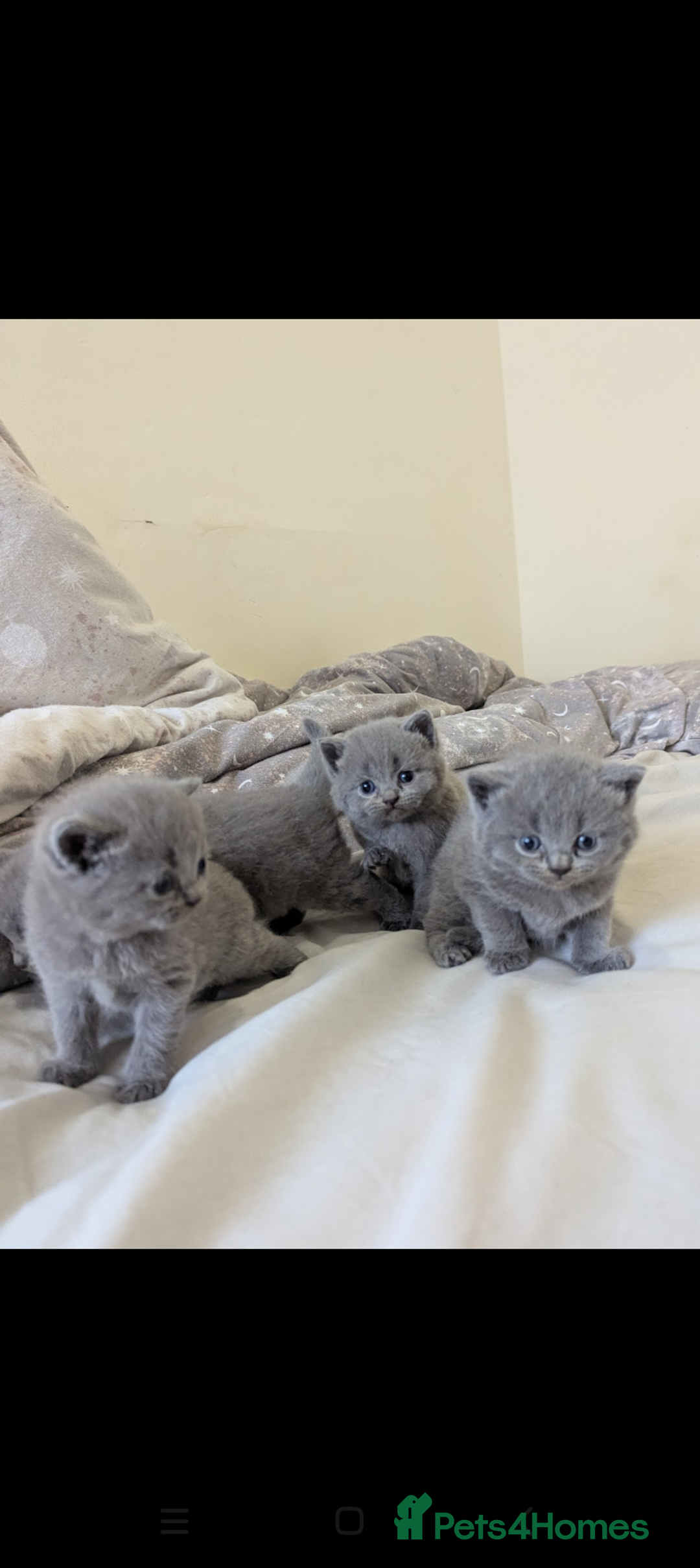 British Shorthair cats for sale: Purebred British shorthairs  - Image 6