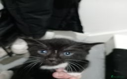 Domestic Shorthair cats for sale: Fluffy kittens  - Image 4