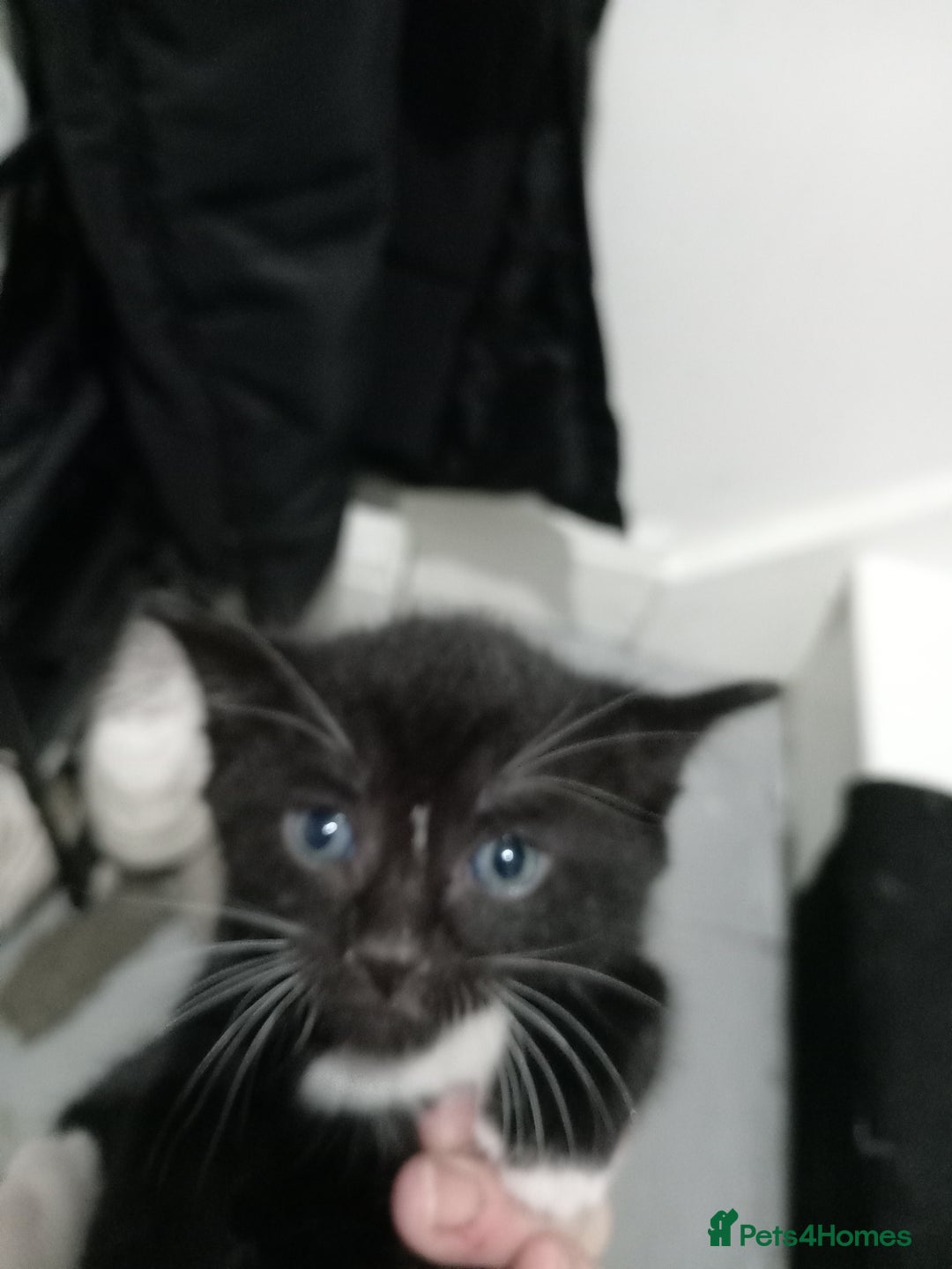 Domestic Shorthair cats for sale: Fluffy kittens  - Image 4