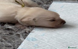 Labrador Retriever dogs for sale: Labrador pups - Image 11