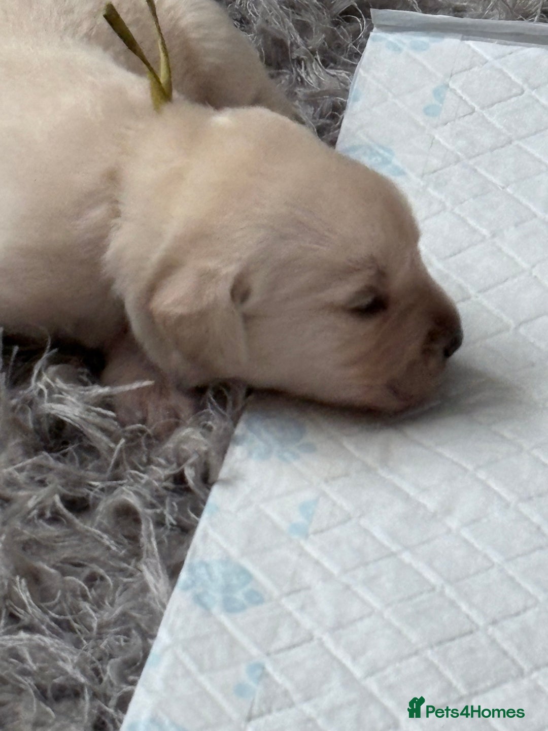 Labrador Retriever dogs for sale: Labrador pups - Image 11