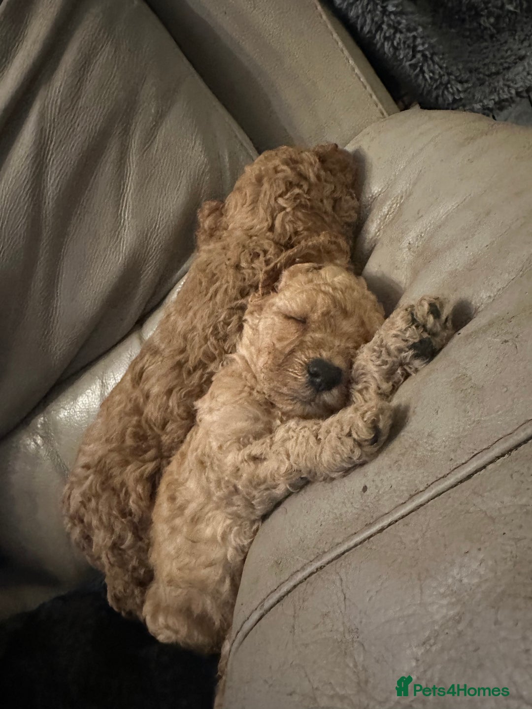 Miniature Poodle dogs for sale: REDUCED Mini poodle pups - Image 6