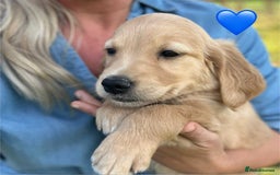 Golden Retriever dogs for sale: Beautiful KC Golden Retriever Puppies - Image 2