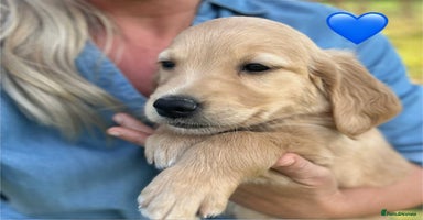 Golden Retriever dogs - Advert 3