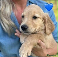 Golden Retriever dogs - Advert 3