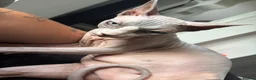 Sphynx cats for sale: Beautiful male and female  - Advert 6