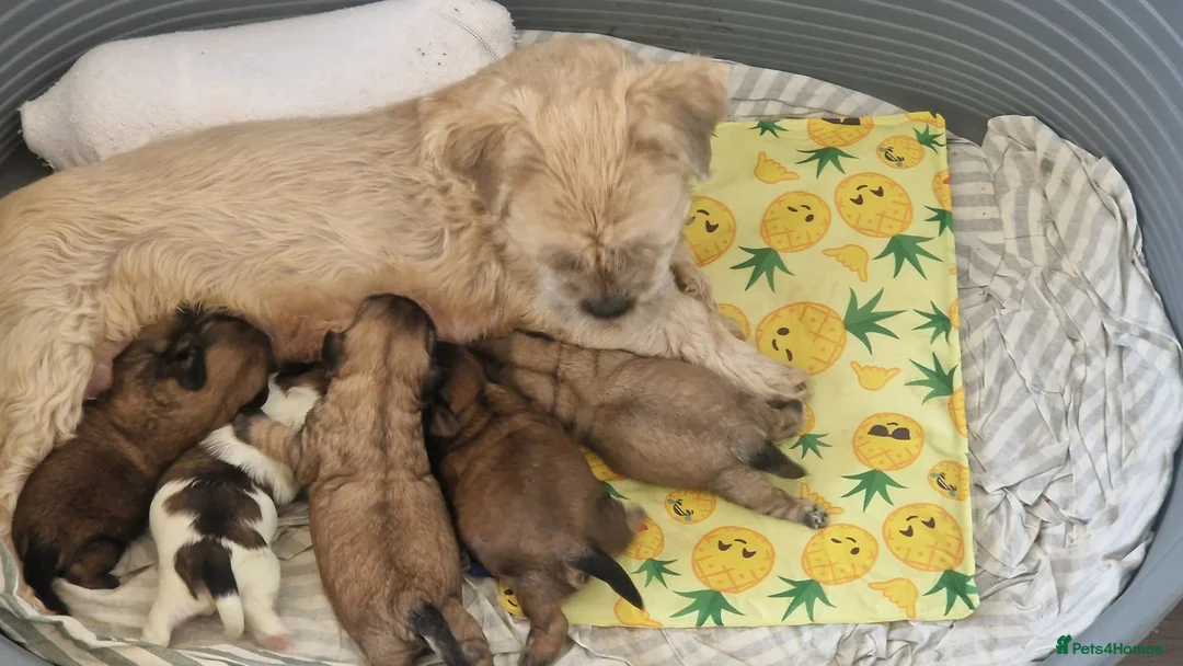 Shih Tzu dogs for sale: Shih-tzu pedigree puppies - Advert 3