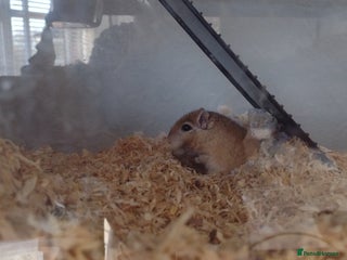 Gerbil rodents Johnny - Advert 1