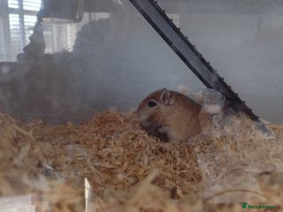 Gerbil rodents Johnny - Advert 15