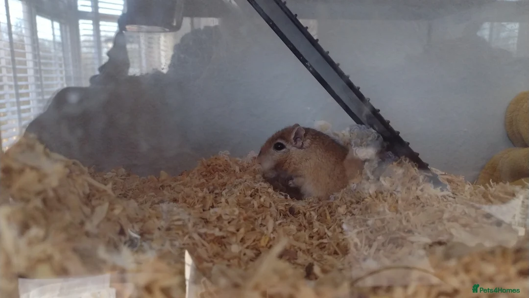 Gerbil rodents for sale: Johnny - Advert 1