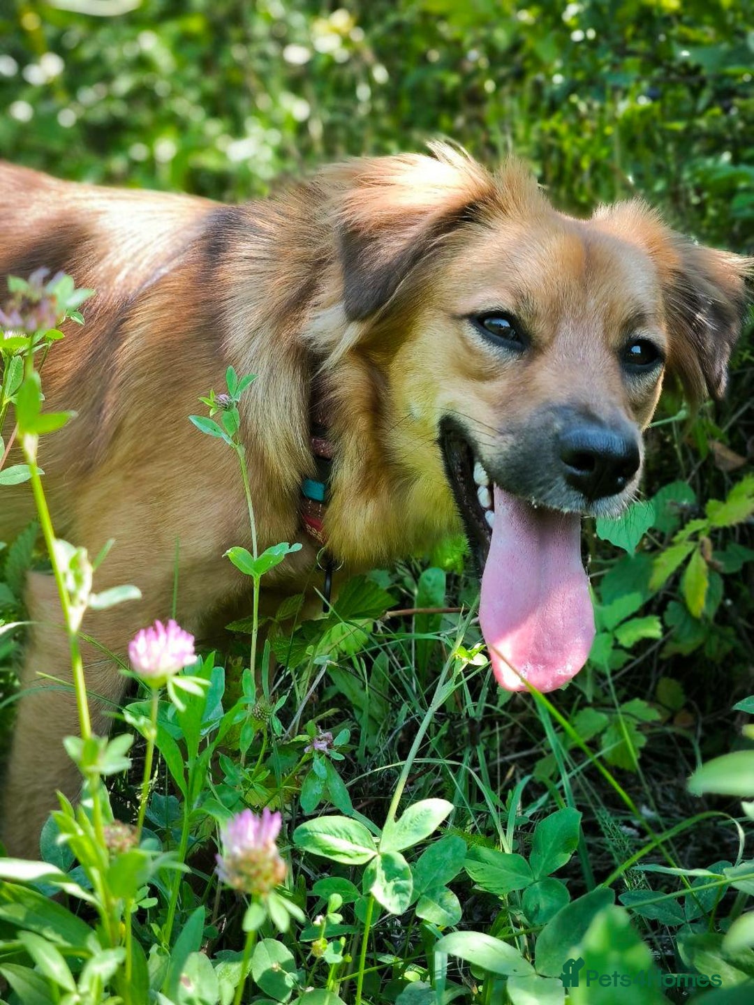Mixed Breed dogs for adoption: 🐶💖 MIAH 💖🐶 - Image 16