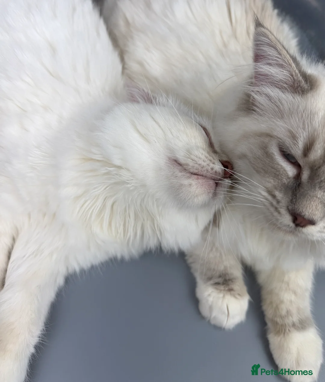 Ragdoll cats for sale: BONDED RAGDOLL BROTHERS - HEALTH TESTED PARENTS - Advert 3