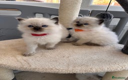 Ragdoll cats for sale: 💗Beautiful ragdoll kittens 💙 - Image 9