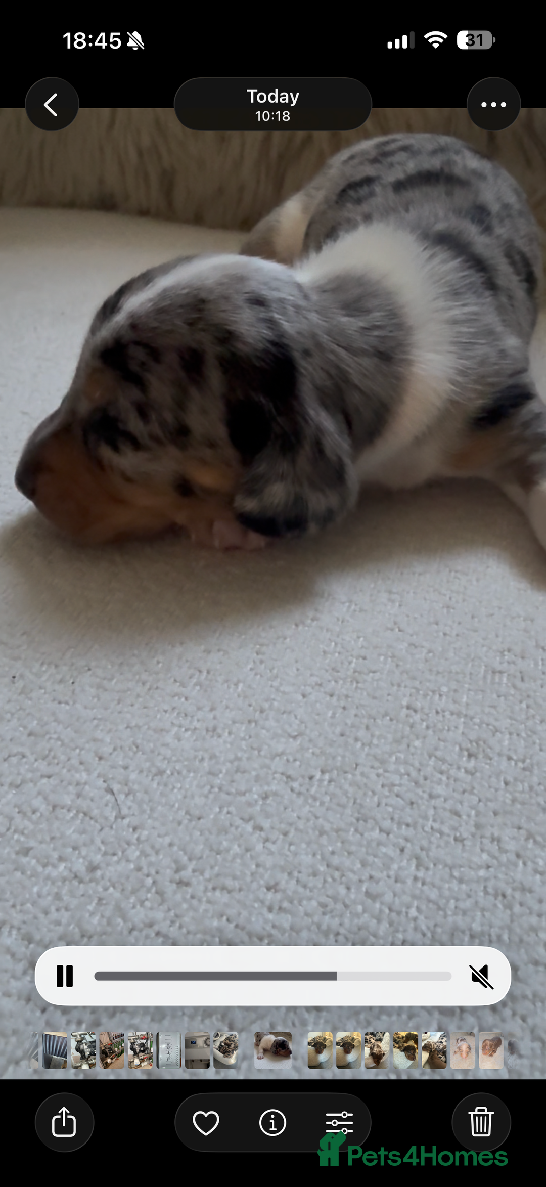 Miniature Dachshund dogs for sale: 🐾 5 Mini Dachshunds 4 dappled, 1 choc 🐾 - Advert 3