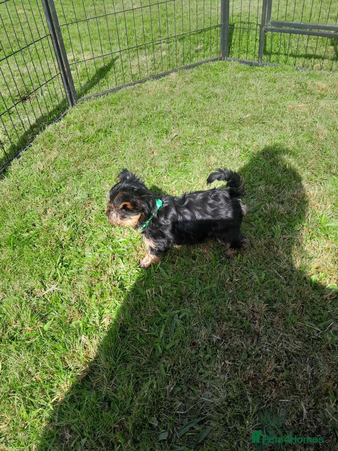 Yorkshire Terrier dogs for sale: Yorkshire terrier puppies  - Image 11