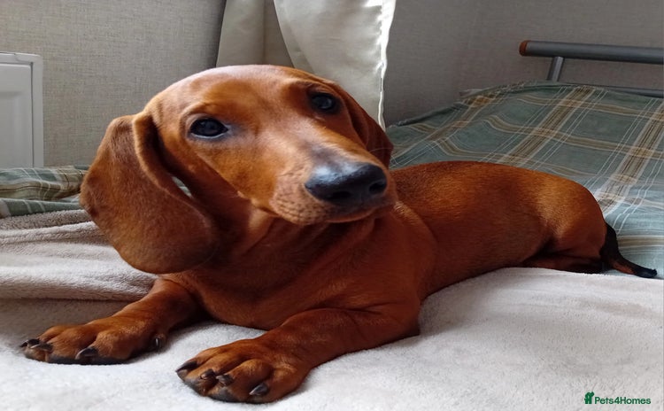 Dachshund dogs - Advert 4
