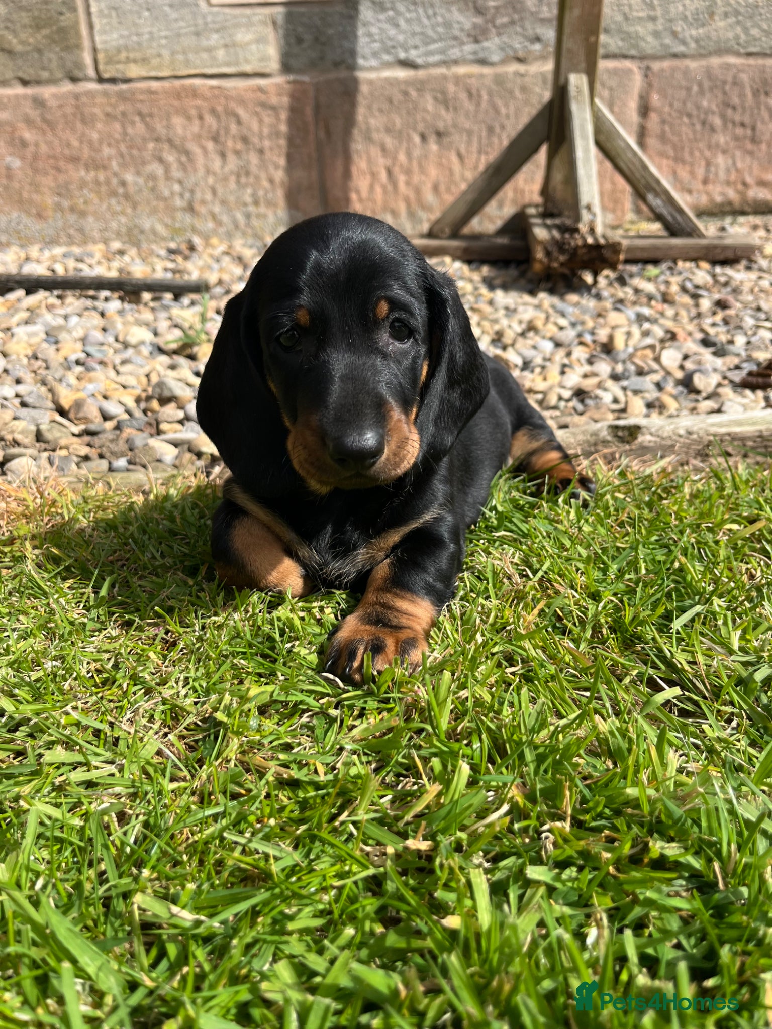 Dachshund dogs Stunning KC reg Standard Dachshund puppies  - Advert 6