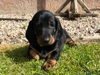 Dachshund dogs Stunning KC reg Standard Dachshund puppies - Advert 10