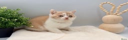British Shorthair cats for sale: PEDIGREE REGISTERED CHUNKY BRITISH SHORTHAIRS  - Advert 6