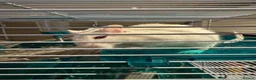 Gerbil rodents for sale: 3 Gerbil brothers looking for a home - Advert 2