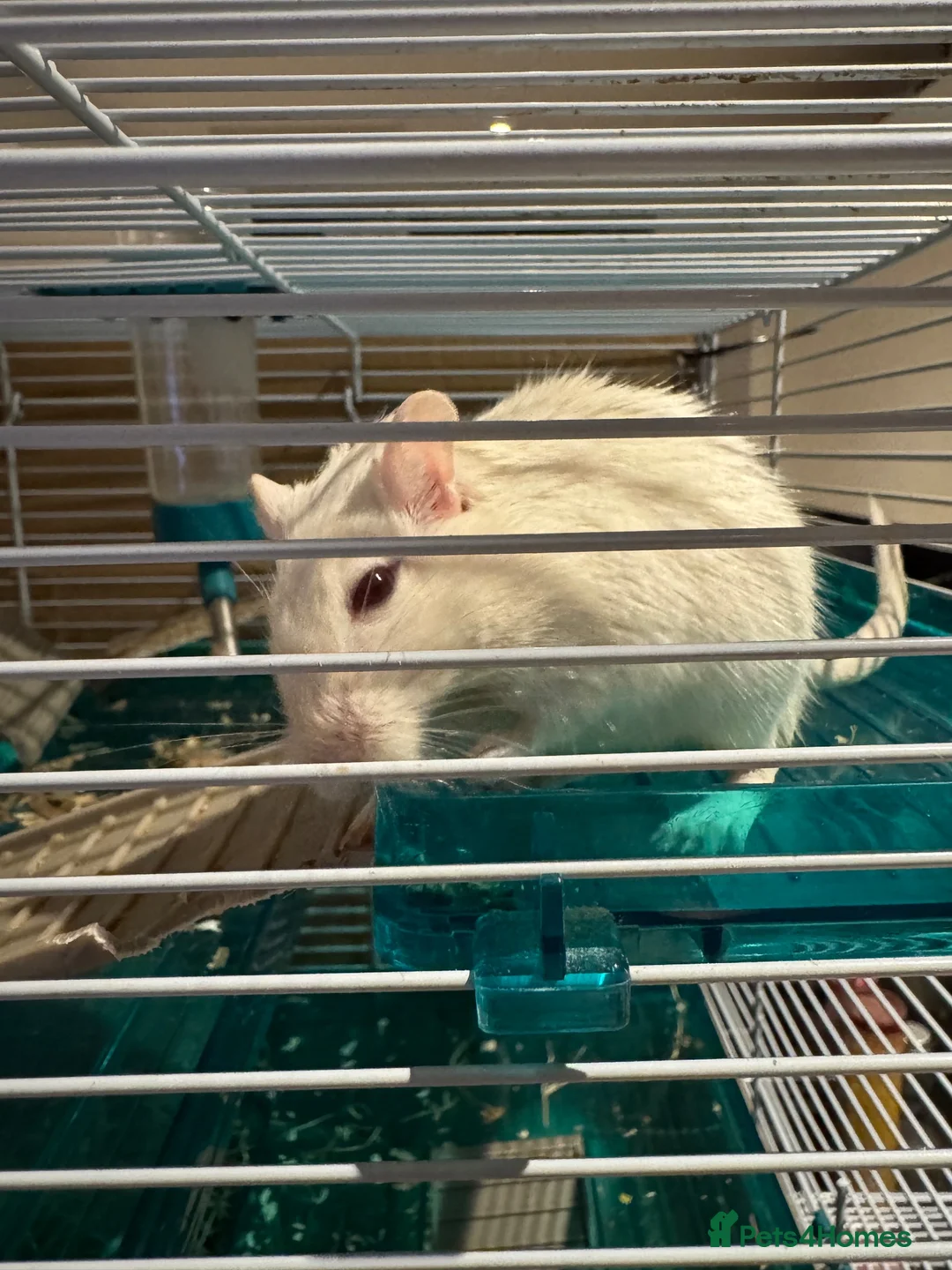 Gerbil rodents for sale: 3 Gerbil brothers looking for a home - Advert 2