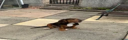 Mixed Breed dogs for sale: Absolutely Gorgeous “Clocker” Girl - Advert 10