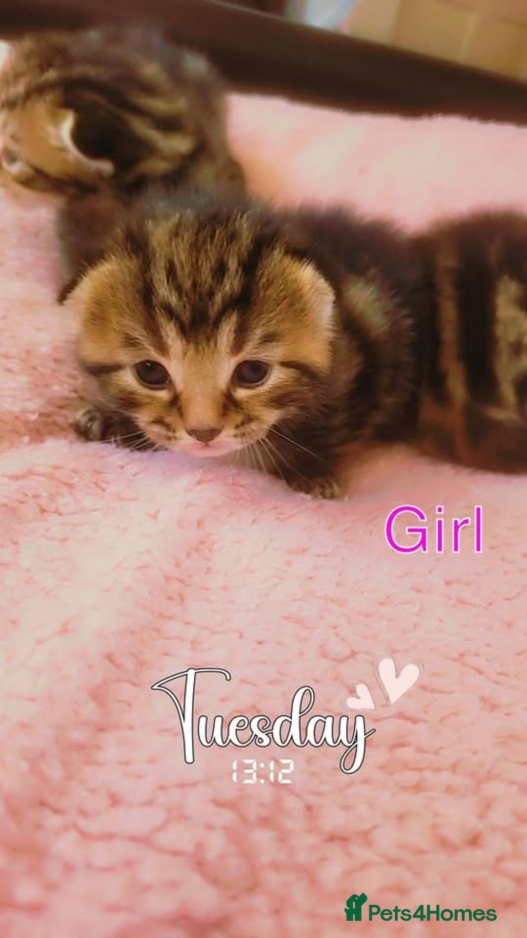 Mixed Breed cats for sale: Adorable tabby kittens  - Advert 3