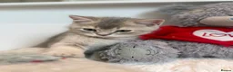 Scottish Fold cats for sale: Beautiful Scottish kitties are looking for a home  - Advert 7