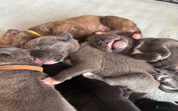 Mixed Breed dogs for sale: Rare breeding American x Bulldog x Cane Corso Pups - Image 33