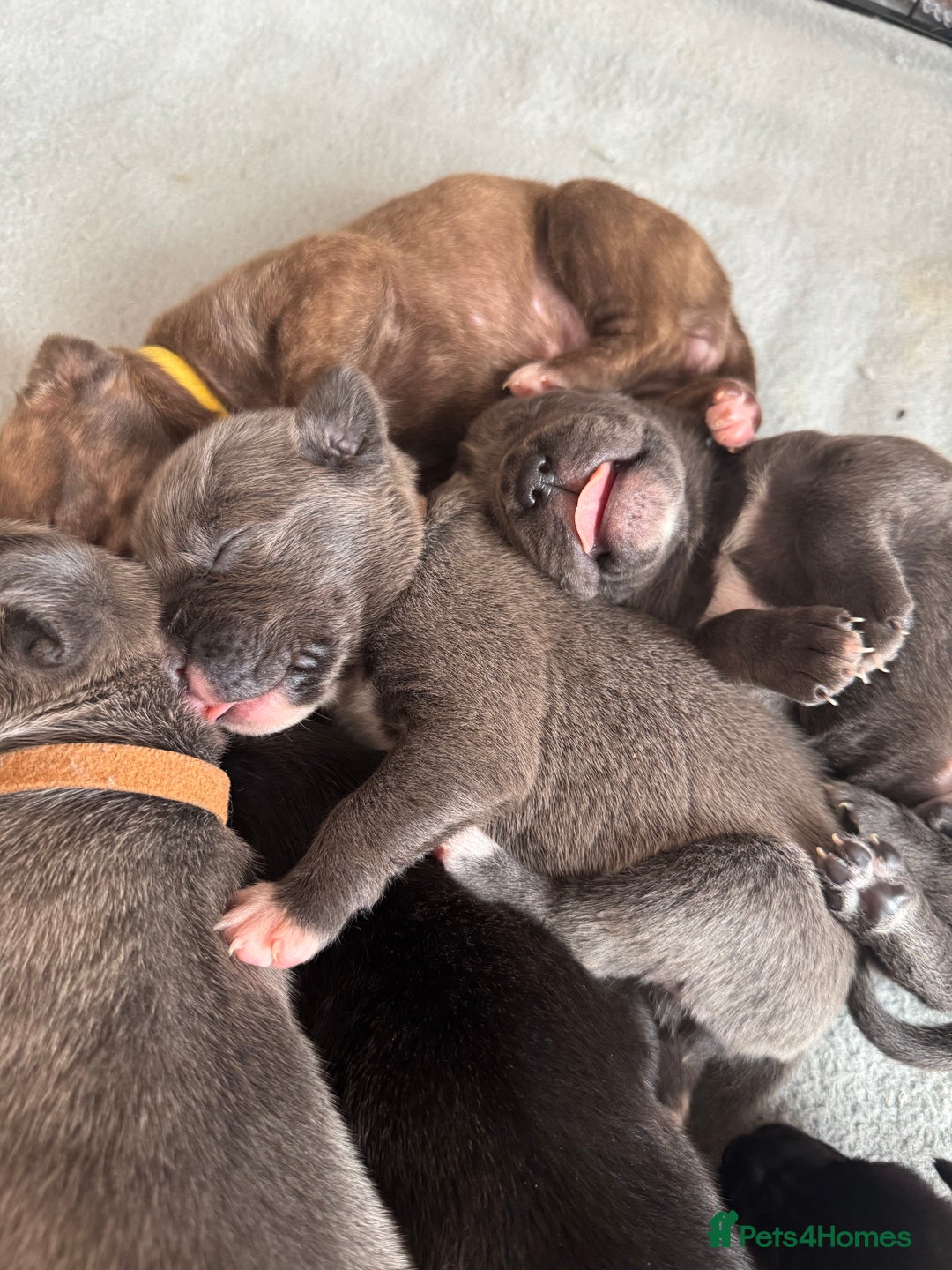 Mixed Breed dogs for sale: Rare breeding American x Bulldog x Cane Corso Pups - Image 33