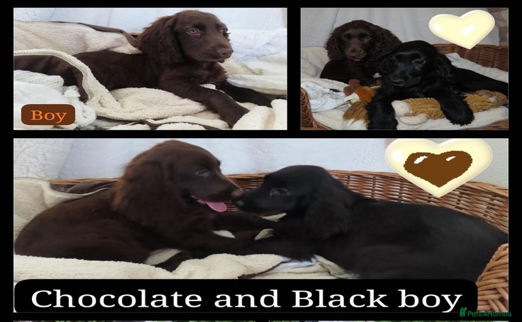 Cocker Spaniel dogs - Advert 13