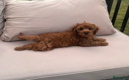Cavapoo dogs for sale: F1 Health tested Cavapoos  - Image 11