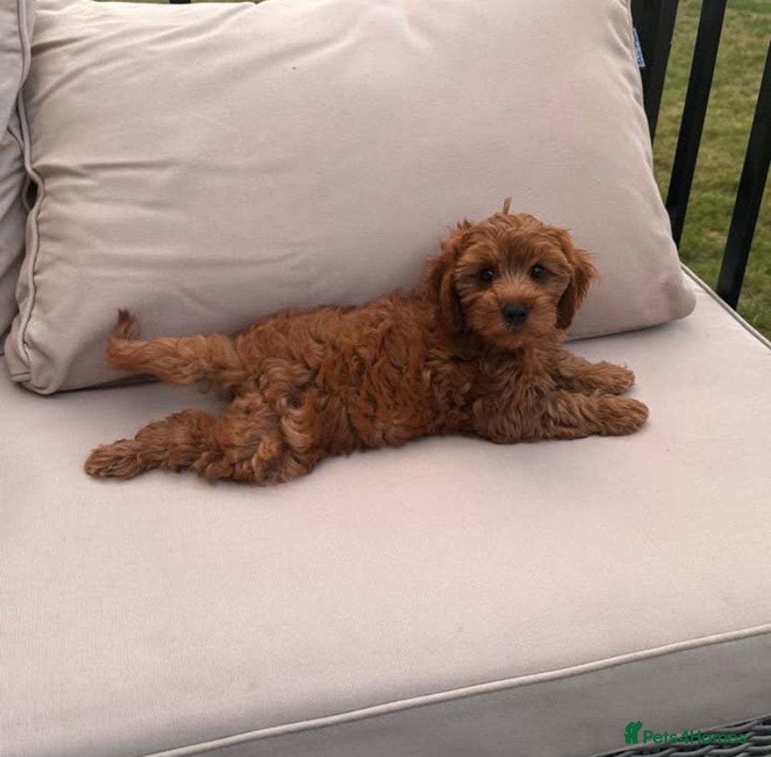 Cavapoo dogs for sale: F1 Health tested Cavapoos  - Image 11
