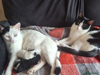 Mixed Breed cats - Advert 17