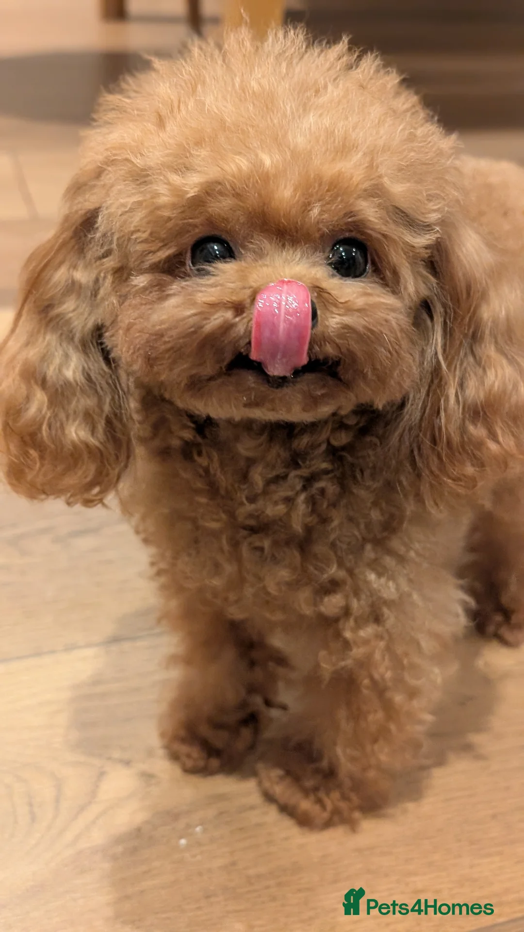 Toy Poodle dogs for sale: Sweet tiny Asian teacup poole- fully grown - Advert 2