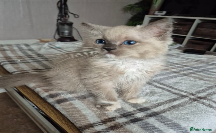 Ragdoll cats - Advert 10