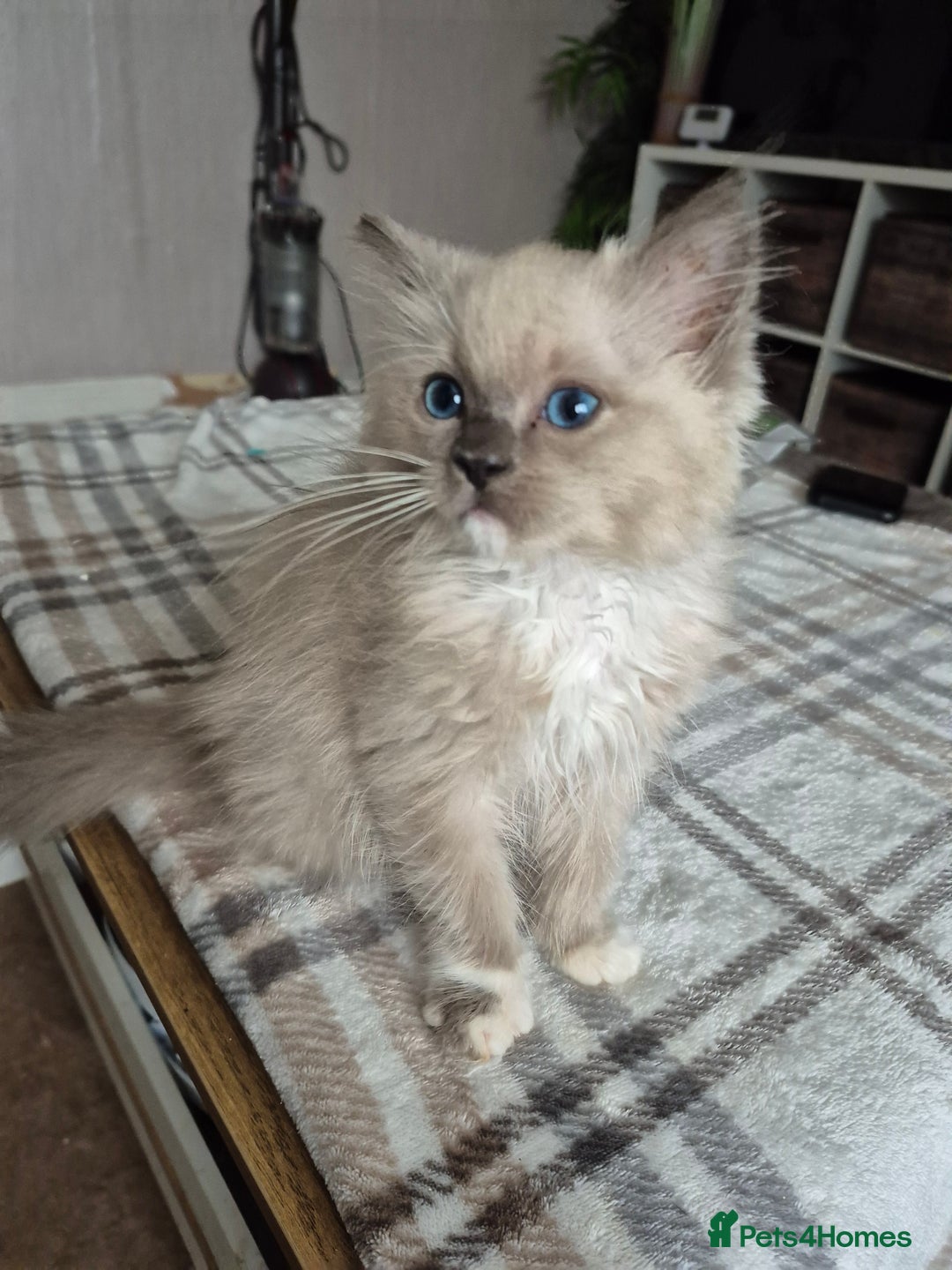 Ragdoll cats for sale: Two Brother's Ready now Mink ragdoll - Advert 2