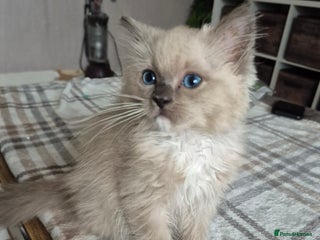 Ragdoll cats - Advert 4