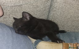British Shorthair cats for sale: 4 Beautiful Black Kittens  - Image 6