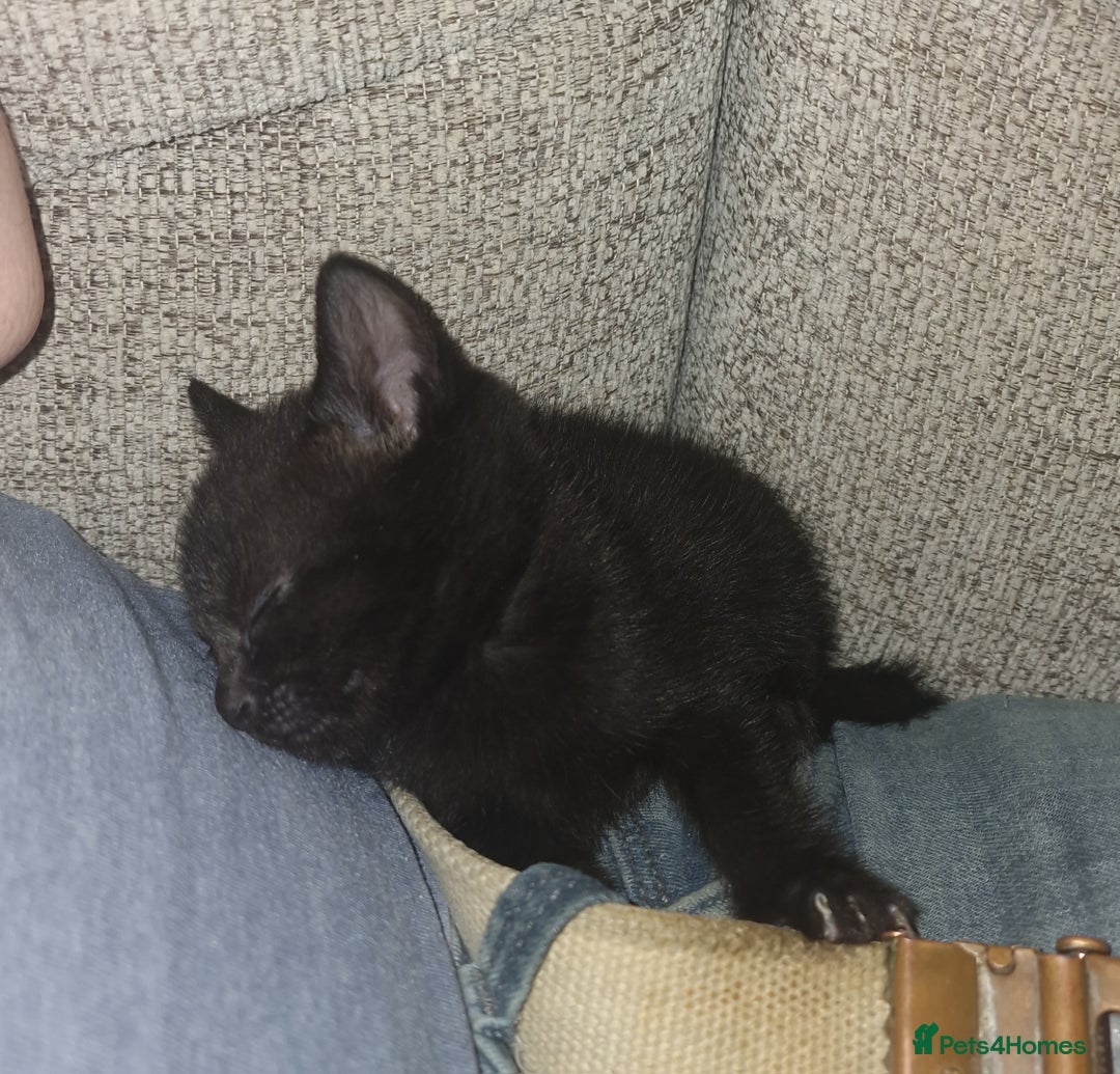 British Shorthair cats for sale: 4 Beautiful Black Kittens  - Image 6