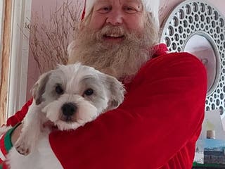 Shorkie dogs Mother and son for rehoming not puppies. - Advert 5