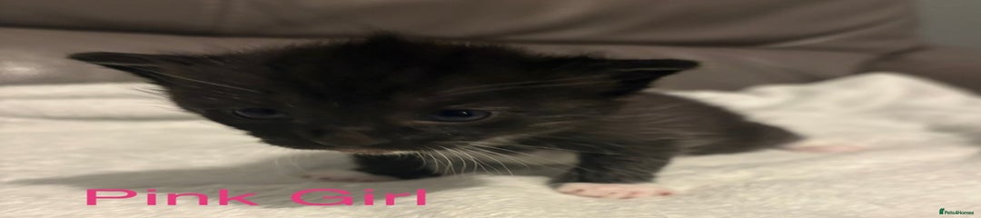 Mixed Breed Kitten 4