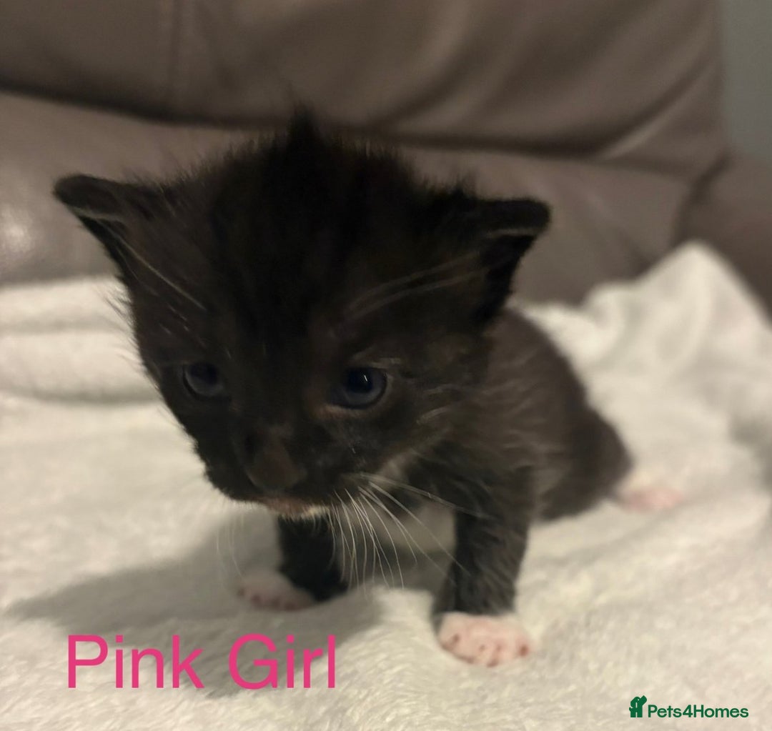 Mixed Breed cats for sale: Only Two Adorable Kittens Left! - Image 5