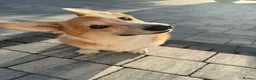 Welsh Corgi Pembroke dogs for sale: Welsh Corgi Pembroke Boy - Advert 1