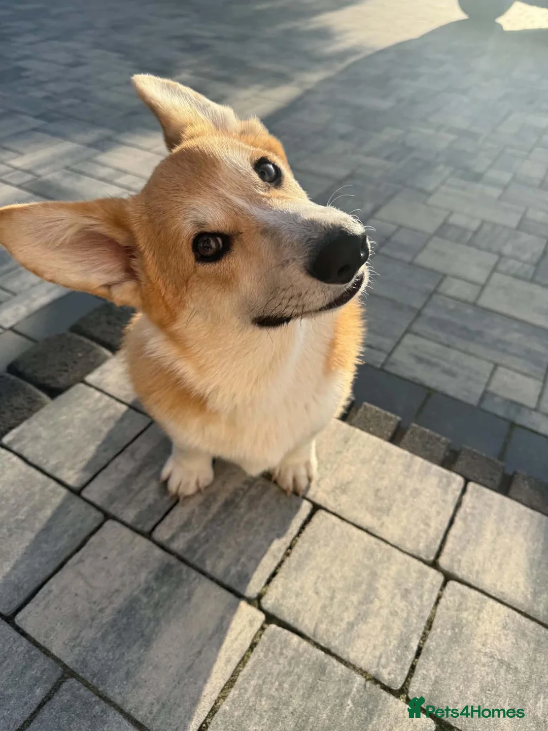 Welsh Corgi Pembroke dogs for sale: Welsh Corgi Pembroke Boy - Advert 1
