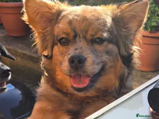 Mixed Breed dogs Beautiful pomerian cross frenchie female - Advert 1