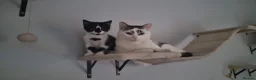 Mixed Breed cats for sale: Lovely Mixed Breed Kittens in Durham - Advert 12