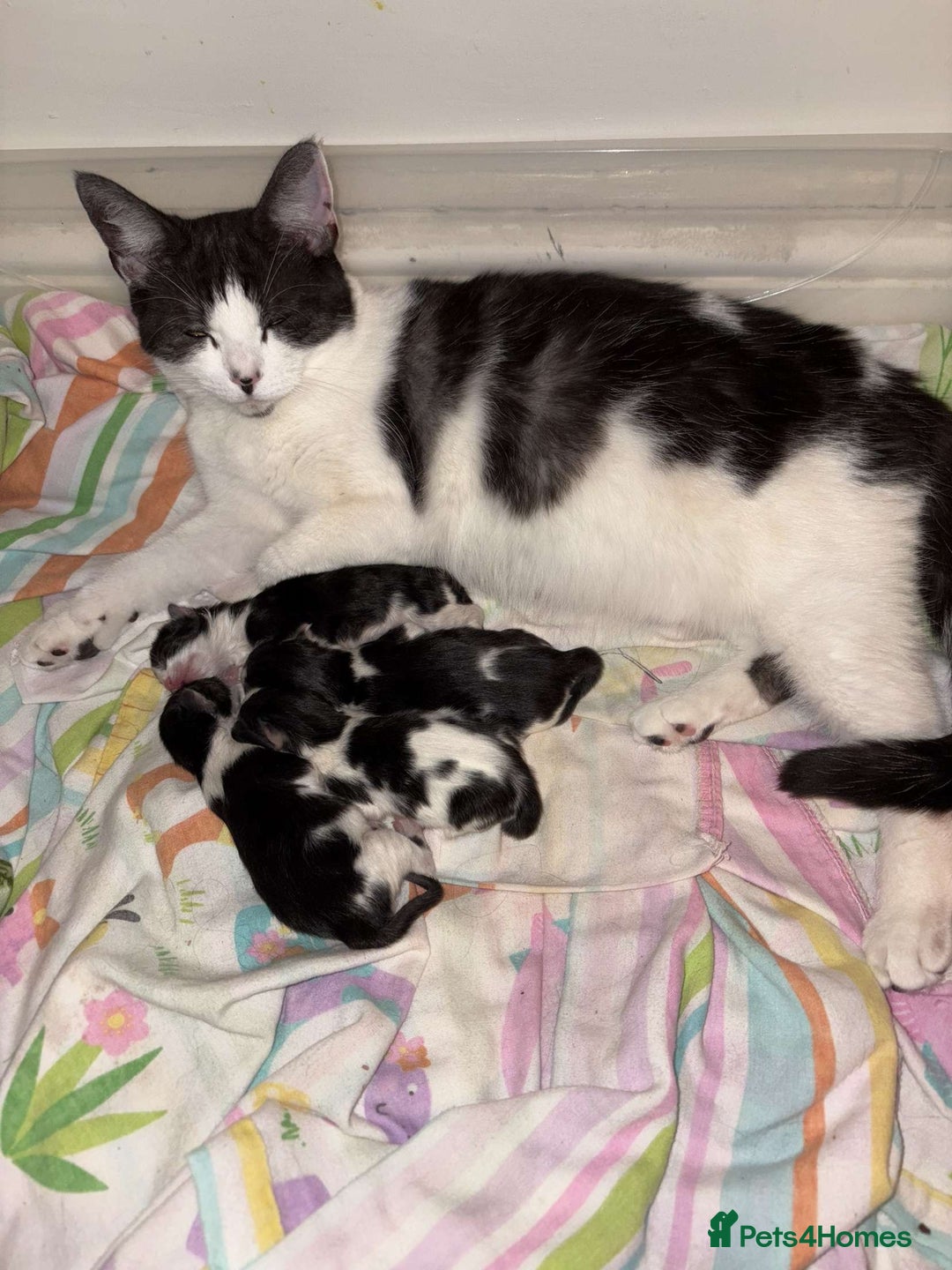Mixed Breed cats for sale: 4 beautiful kittens  - Image 9