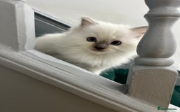 Ragdoll cats for sale: Extremely white Ragdoll boy! - Image 7